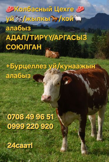 сколько стоит черепаха маленькая в бишкеке: Продаю | Тёлка, Корова (самка), Бык (самец) | На забой, Для разведения, На откорм