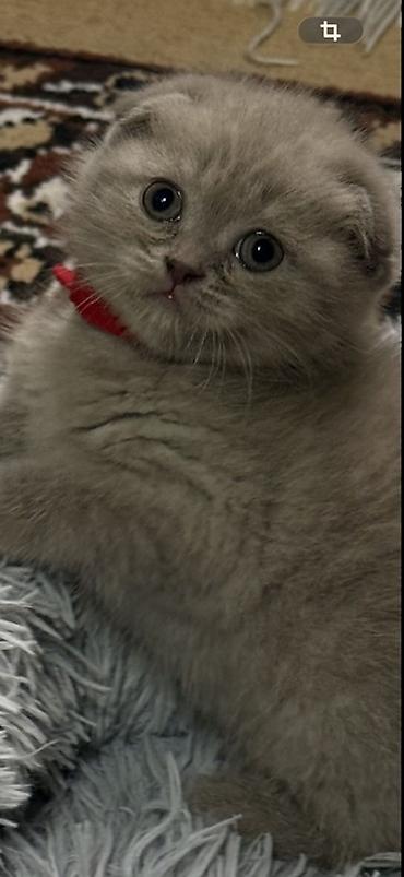 Продажа кошек: Шотландский чистокровный вислоухий котёнок (Scottish Fold),девочка — 4