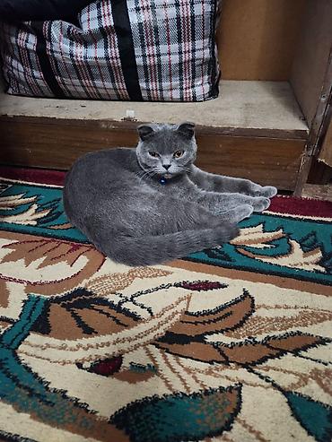 кошка вислоухая: Шотландская вислоухая кошка (Scottish Fold), окрас голубой (плотный — 1