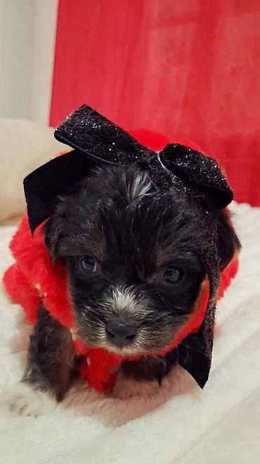 Продажа собак: Пекинес, 1 месяц, Самка — 2