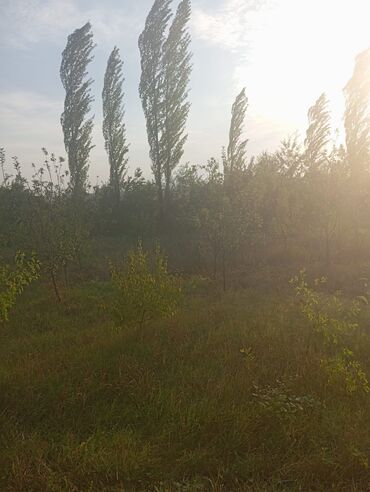 yeni emlak sumqayit yeni tikili: Kənd təsərrüfatı