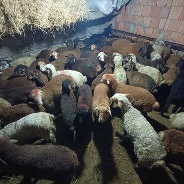 Qoyunlar, qoçlar: Salam aleyküm saxlamlıq quzularm var satram isdiyen0775431770 elaqe — 13