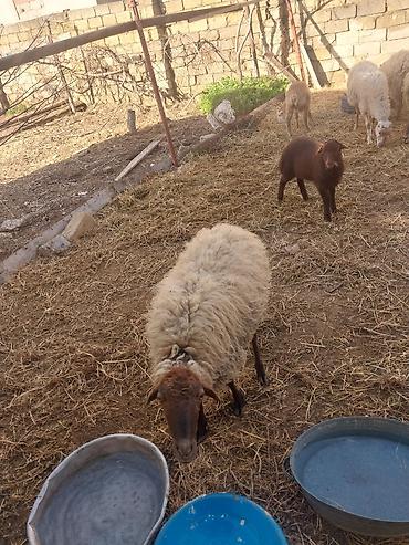 Qoyunlar, qoçlar: Razılaşma yolu ilə çox təcili satılır.balalı balasız fərq etmir — 7