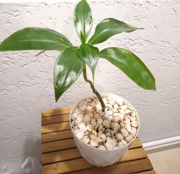 gül sekilleri profil üçün: Otaq bitkisi 1 ədədi 12azn

Ünvan Günəşli 

Çatdırılma Metro Sos 2azn