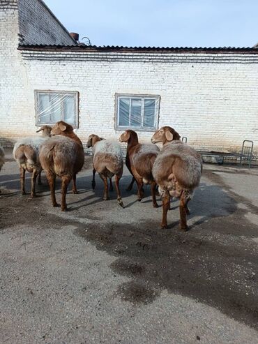 бараны кисар: Продаю | Овца (самка), Ягненок | Арашан | Для разведения | Племенные, Котные, Матка