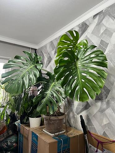 Монстеры: Монстера вариегатная (Monstera deliciosa variegata) — комнатное — 18