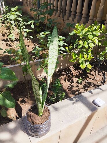dəmir tikanı bitkisi: Sansevieria (peyğəmbər qılıncı) ölçüsü 50sm hündürlüyü var. Qiymət 20