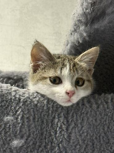 продаю кошка: Девочка, Приучена к лотку — 4