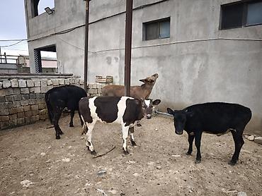 holşteyn inək: Dana, buzov, Dişi, Holsteyn, Simental, ay: 1, Südlük, Damazlıq, Ödənişli çatdırılma, Ünvandan götürmə — 1
