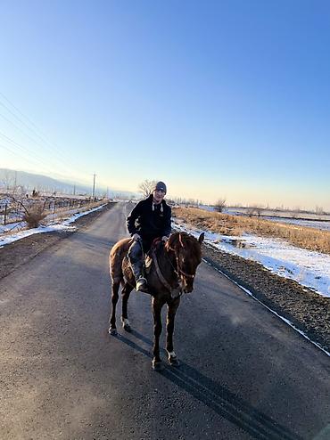 Лошади, кони: Продаю | Конь (самец) | Полукровка | Конный спорт — 3