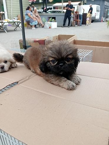 İtlər: Pekines, Sənədli — 4