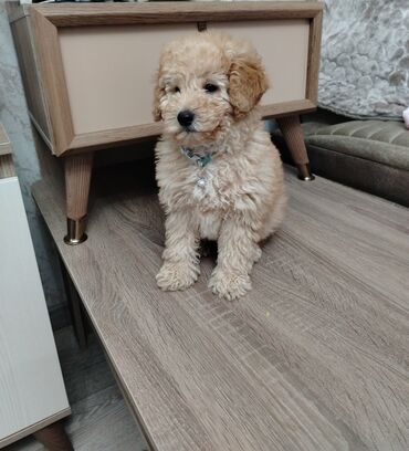 İtlər: Pudel, 8 ay, Erkek, Peyvəndli, Ünvandan götürmə — 3