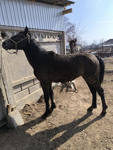 Лошади, кони: Продаю | Конь (самец) | Кара Жорго — 9