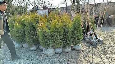 Туя: Туя западная (Thuja occidentalis) для живых изгородей и озеленения — 18