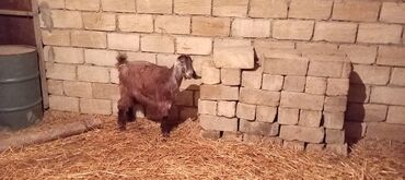 Keçi, çəpiş: Dişi, Hələb, il: 1, Damazlıq, Ünvandan götürmə — 3