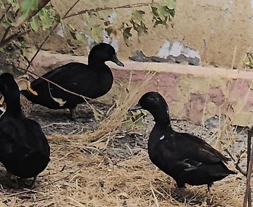 Heyvanlar: Sizi hovuzlarinizücün rəngli karlik ördeyler gara xamilion call duck — 2