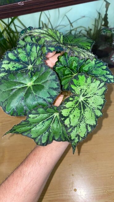 Otaq bitkiləri: Bu begoniya bitkisi yaşıl və tünd yaşıl ləkələrlə bəzədilmiş geniş — 4