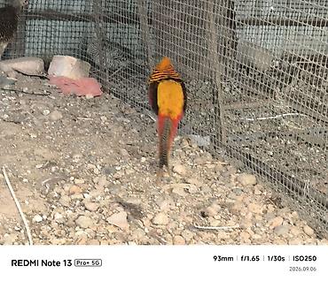 синяя птица: Золотой фазан (Chrysolophus pictus) лимонный фазан ) - Яркий — 3