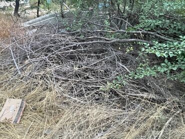 куплю дрова самовывоз: Дрова