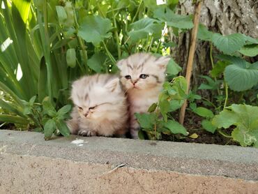 pisik sahiblenme: Şotland, Dişi, Ünvandan götürmə