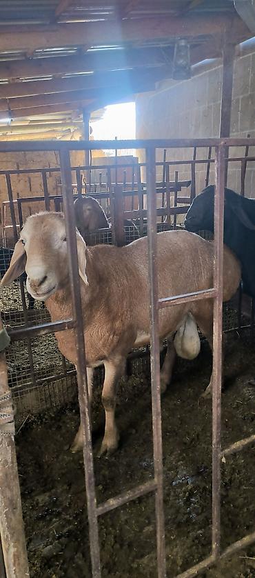 Баран, овца: Продаю | Баран (самец) | Для разведения | Племенные — 1