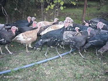 Hinduşka. 29 ədəd. içində 5 dənəsi sarı sort, 2 dənəsi kül rəngi