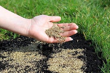 Семена газона: Семена гозона 🌱за 10 дней Из Европы 🇪🇺 производство Дания. Линейка — 8