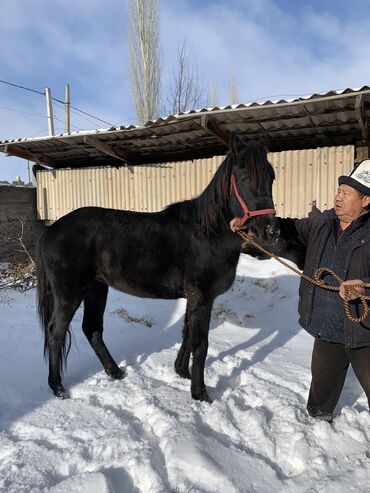 Лошади, кони: Продаю | Конь (самец) | Конный спорт