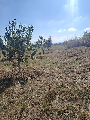 bine atciliqda torpaq satilir 2019: 94 sot, Kənd təsərrüfatı, Maklerlər narahat etməsin — 4