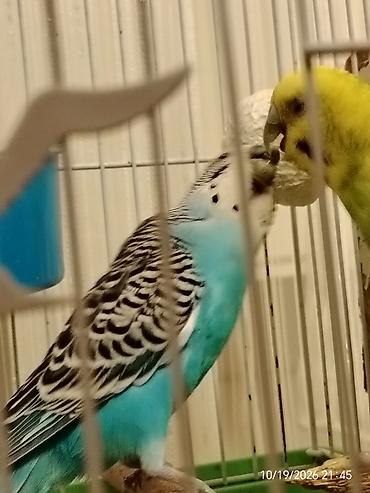 danisan qus: Öz quşlarımdı. 3 bala, 2göy 1 yaşıl, 2 dənə də gənc ana ata quş, göy — 9