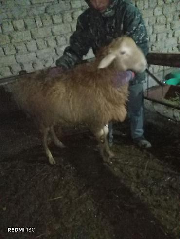 Баран, овца: Продаю | Баран (самец) | Для разведения — 6