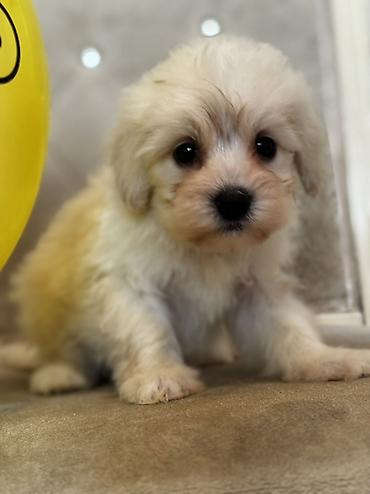 İtlər: Bişon Frize — 10