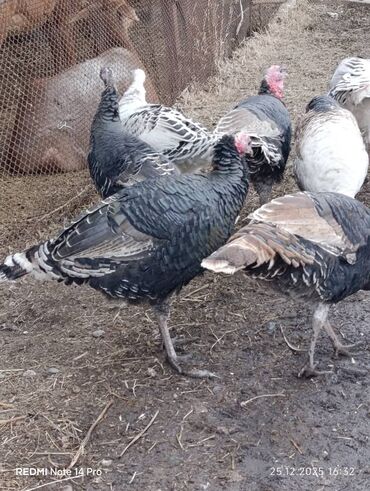 Индюки: Продаю | Индюк (самец) | Полукровка | На забой | Племенные — 8