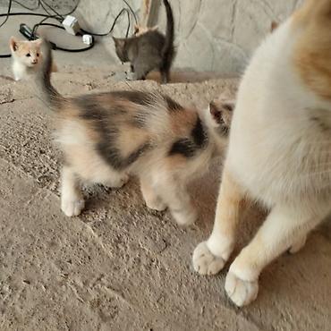 котенка даром: Котята домашние, от ласковой кошки-рыжушки. Помёт разноокрашенный: - — 2