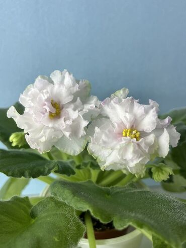 шкаф комнатный: Сенполии (африканские фиалки) в горшках — коллекционные сорта с