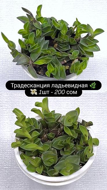 Хлорофитумы: Продаю комнатные растения, цветы . Пассифлора кализия розовая пантера — 13