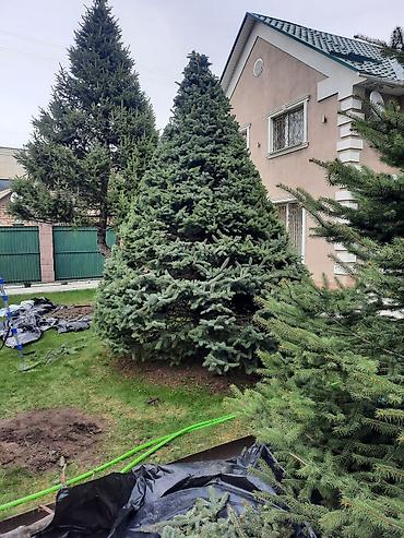 ищу дворника: Ландшафтные работы и уход за садом - Профессиональная обрезка — 4