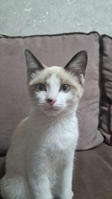 белые котята: Кошка даром: Сиамская, 4 месяца, Девочка, Приучена к лотку, Проглистована