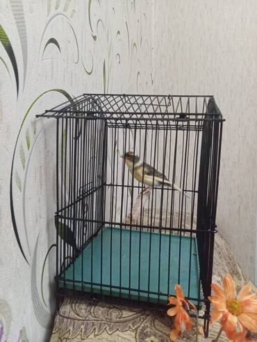 Bülbüllər: Salam. Bulbul satilir. 10 ayliqdi. Fevral ayinin qusudu. Oz qusumun -da lalafo.az — 11 Bülbüllər: Salam. Bulbul satilir. 10 ayliqdi. Fevral ayinin qusudu. Oz qusumun — 11