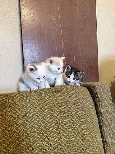 кошки сиамская: Котята Бесплатно Даром от домашней кошки - Помёт разноокрасочных — 3