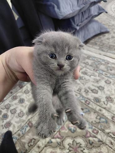 Продажа кошек: Скотиш Страйт (Шотландская прямоухая), 1 месяц, Мальчик, Голубой, Приучена к лотку — 5