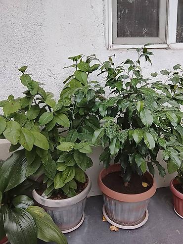 Каждый по 1200 сом район селекции, ТЭЦ 2 Комнатные декоративные at lalafo.kg Каждый по 1200 сом район селекции, ТЭЦ 2 Комнатные декоративные