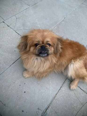 ev göyərçinləri: Pekines, 6 ay, Erkek, Peyvəndli, Ünvandan götürmə