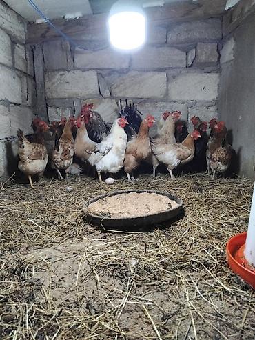 kirpi satisi: Toyuq, Yumurtalıq, Pulsuz çatdırılma — 1