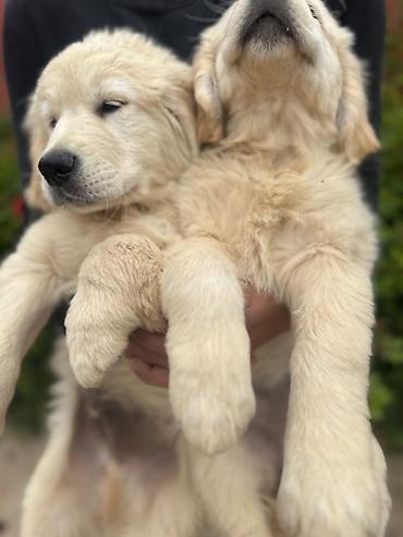labrador itleri: Labrador-retriver, 2 ay, Erkək, Peyvəndli — 2