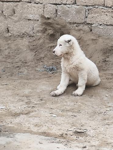 İtlər: Alabay — 3