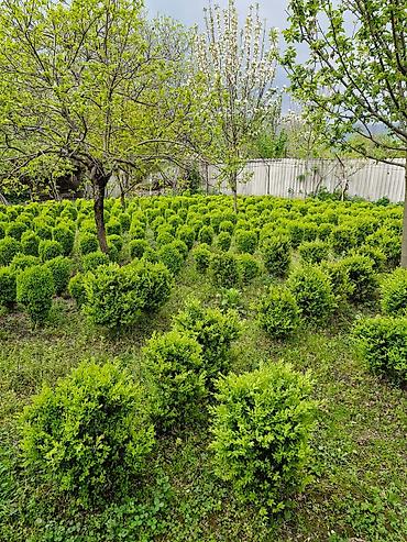 Çöl bitkiləri: Həmişə yaşıl güllər.Şəmsidi adı — 1