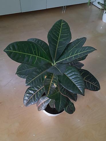 dekor agaclar: Kroton (Codiaeum variegatum) – dekorativ yarpaqlı otaq bitkisi — 2