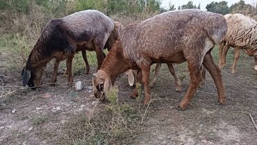 кочкор ата массаж: Сатам | Кочкор (эркек) | Арашан | Көбөйтүү үчүн