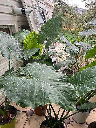 Алоказии: Аллоказия крупнолистная (вероятно Alocasia macrorrhizos не привозные — 5